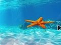 Jeu Échapper à l'étoile de mer sous-marine  en ligne