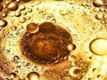 Jeu Puzzle de bulles d'huile  en ligne