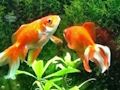 Jeu Évasion de poisson bleu  en ligne