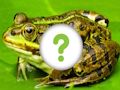 Jeu Peau d'animaux  en ligne