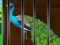 Jeu Libérez la beauté en cage  en ligne