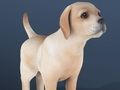 Jeu Animal de compagnie au repos  en ligne