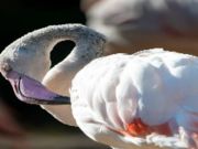 Jeu Puzzle Oiseau Flamant Rose  en ligne