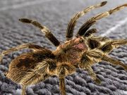 Jeu Vraie différence d'araignée  en ligne