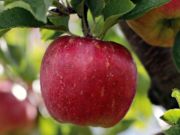 Jeu Apple rouge mûr sur un arbre à puanteur  en ligne