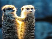 Jeu Couple de meerkat  en ligne