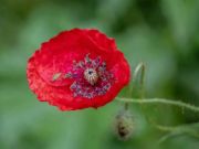 Jeu Poppy Nature Flower Jigsaw  en ligne