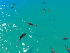 Jeu Hungry Shark Hunt en ligne
