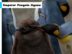 Jeu Emperor Penguin Jigsaw en ligne