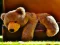 Jeu Plush Teddy Bear en ligne