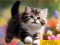 Jeu Puzzle Sliding Kittens en ligne
