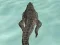 Jeu Crocodile Simulator Beach Hunt en ligne