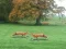 Jeu Hunted Fox en ligne