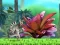 Jeu King Julien: Schnapp' die Krone en ligne