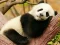 Jeu Animal Differences en ligne