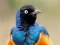 Jeu Animal Puzzle: Wildlife & Logic en ligne