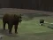 Jeu Bear Den en ligne