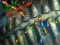 Jeu Fishing King en ligne