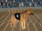 Jeu Crazy Dog Racing Fever en ligne