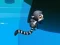 Jeu Jungle Jump en ligne