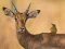 Jeu Wild Deer Jigsaw en ligne