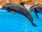 Jeu Sea Dolphin Jigsaw en ligne