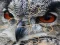 Jeu Wild owl Jigsaw en ligne