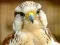 Jeu Gyrfalcon Jigsaw en ligne