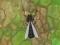 Jeu Antwar.io en ligne