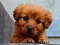 Jeu Puppy Puzzle en ligne
