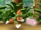 Jeu Paw Patrol: Tracker's Jungle Rescue en ligne