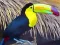 Jeu Toucan Bird Jigsaw en ligne