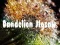 Jeu Dandelion Jigsaw en ligne