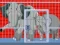 Jeu Mommy And Baby Elephants Rescue en ligne