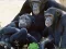 Jeu Funny Chimpanzee Jungle Escape en ligne