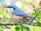 Jeu Hidden Spots Birds en ligne