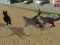 Jeu Run Cat Cat Race en ligne