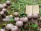 Jeu Lycoperdon Mushroom Land Escape en ligne