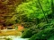 Jeu Peaceful Rainbow Forest Escape en ligne