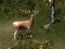 Jeu Sniper Hunting Deadly Animal en ligne
