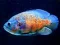 Jeu Tiger Fish Jigsaw en ligne
