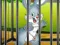 Jeu Rabbits Carrot Conundrum en ligne