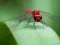 Jeu Dragon Fly Jigsaw en ligne