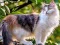 Jeu Rotate Puzzle - Cats and Dogs en ligne