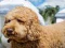 Jeu Labradoodle Jigsaw en ligne