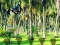 Jeu Rescue Tasmanian Tiger en ligne