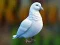 Jeu Realistic Pigeon Rescue en ligne