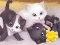 Jeu Jigsaw Puzzle: Playing Cats en ligne