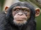 Jeu Chimpanzee Jigsaw en ligne