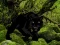 Jeu Escape from Black Panther Forest en ligne